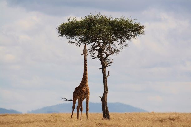 nature giraffe tree