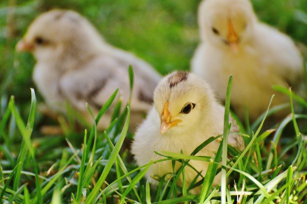 three 3 chicks green grass