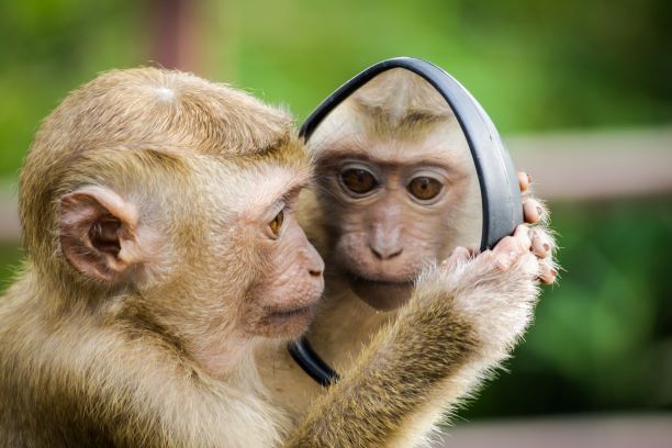 monkey mirror funny cute