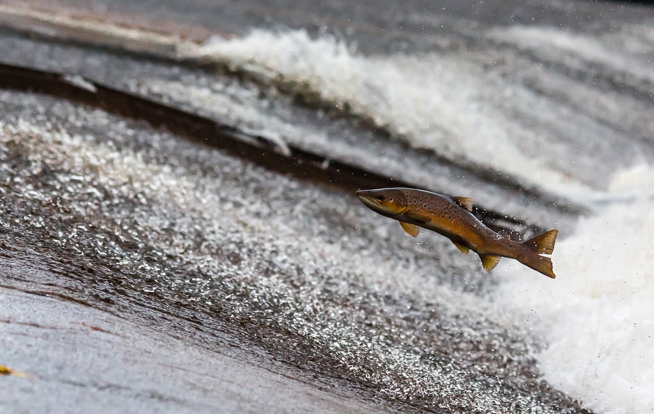 tough fish salmon upstream current