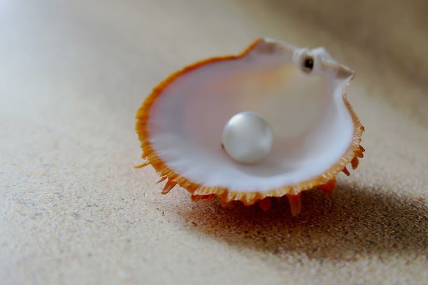 pearl worth valuable expensive sea shell beach