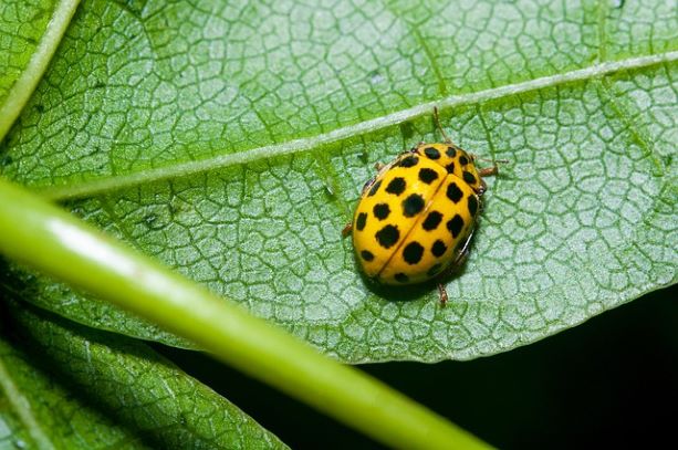 gold bug beetle leaf