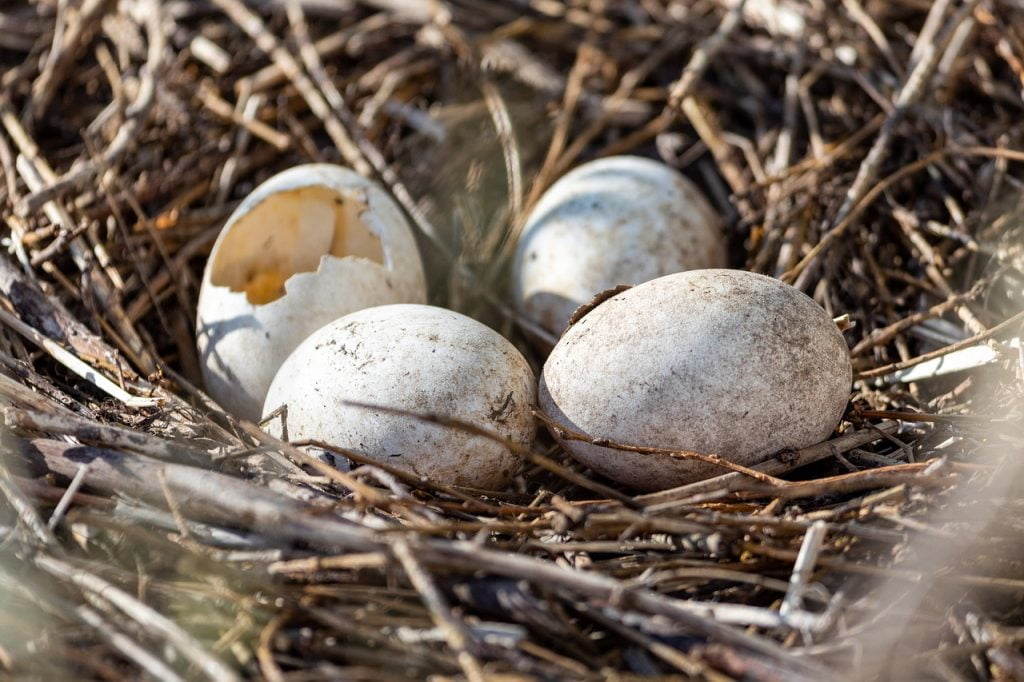 eggs, nest, hatched